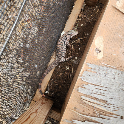 2023 Juvenile High White Red Tegu [Can mix with other tegu discounts!]