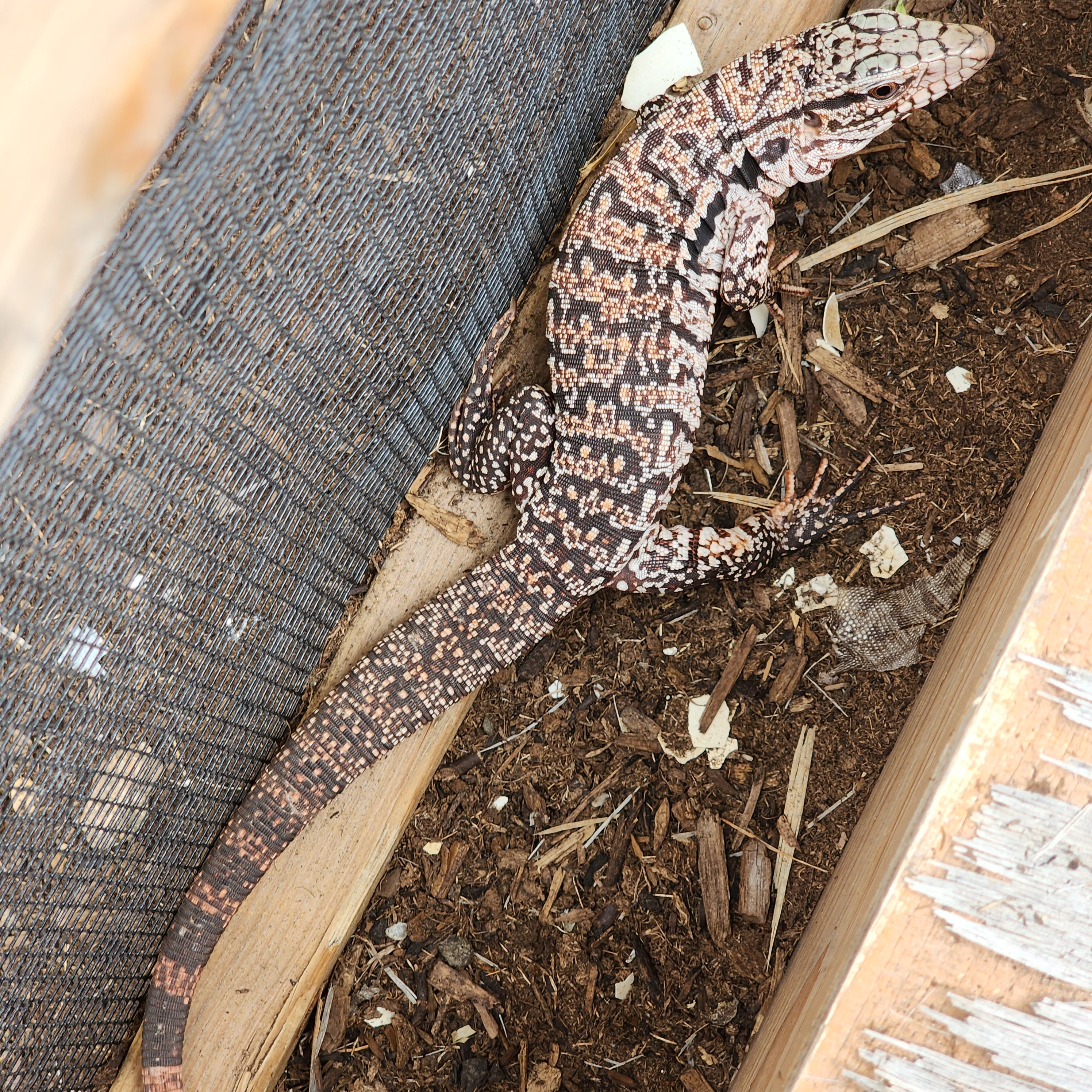 2023 Juvenile High White Red Tegu [Can mix with other tegu
