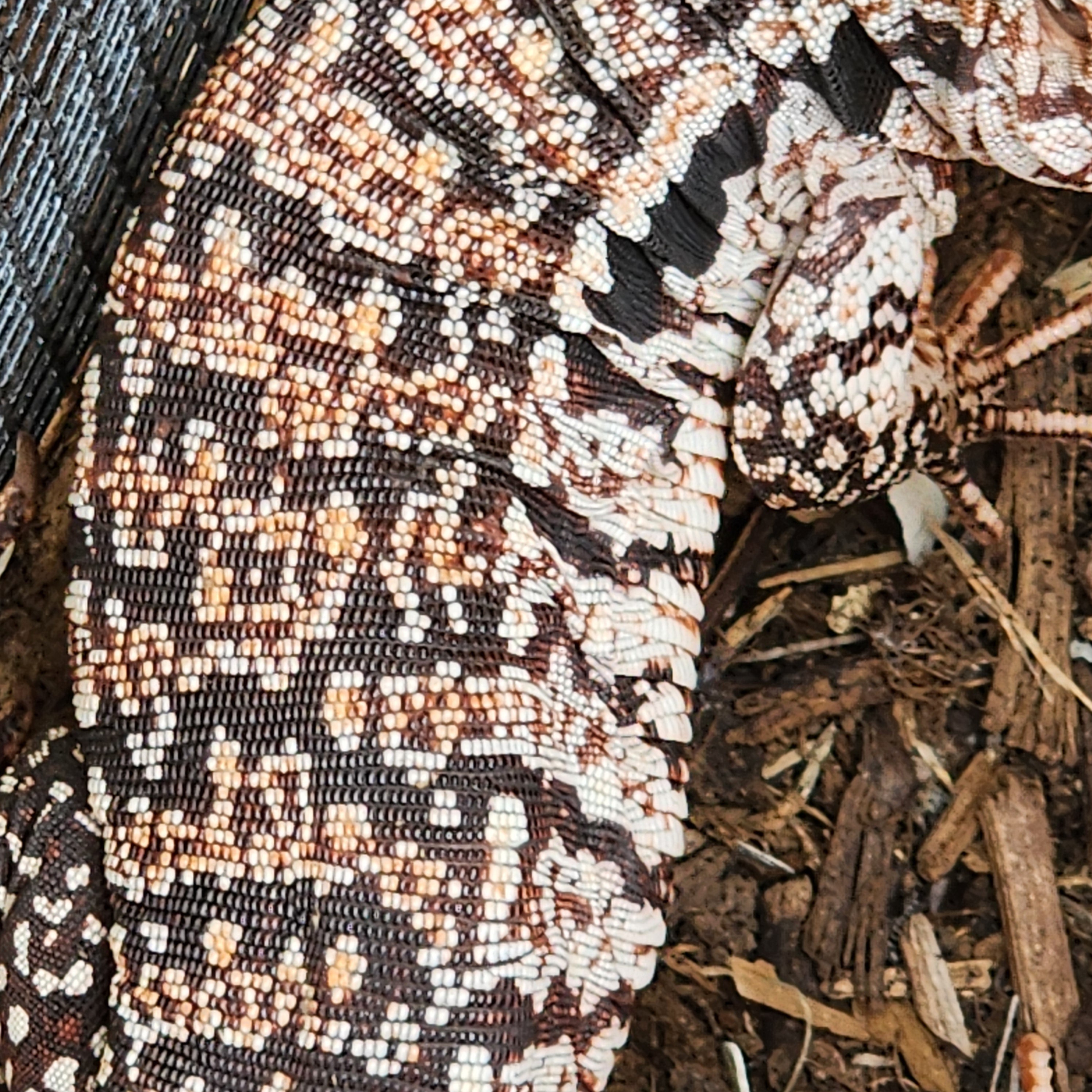 2023 Juvenile High White Red Tegu [Can mix with other tegu