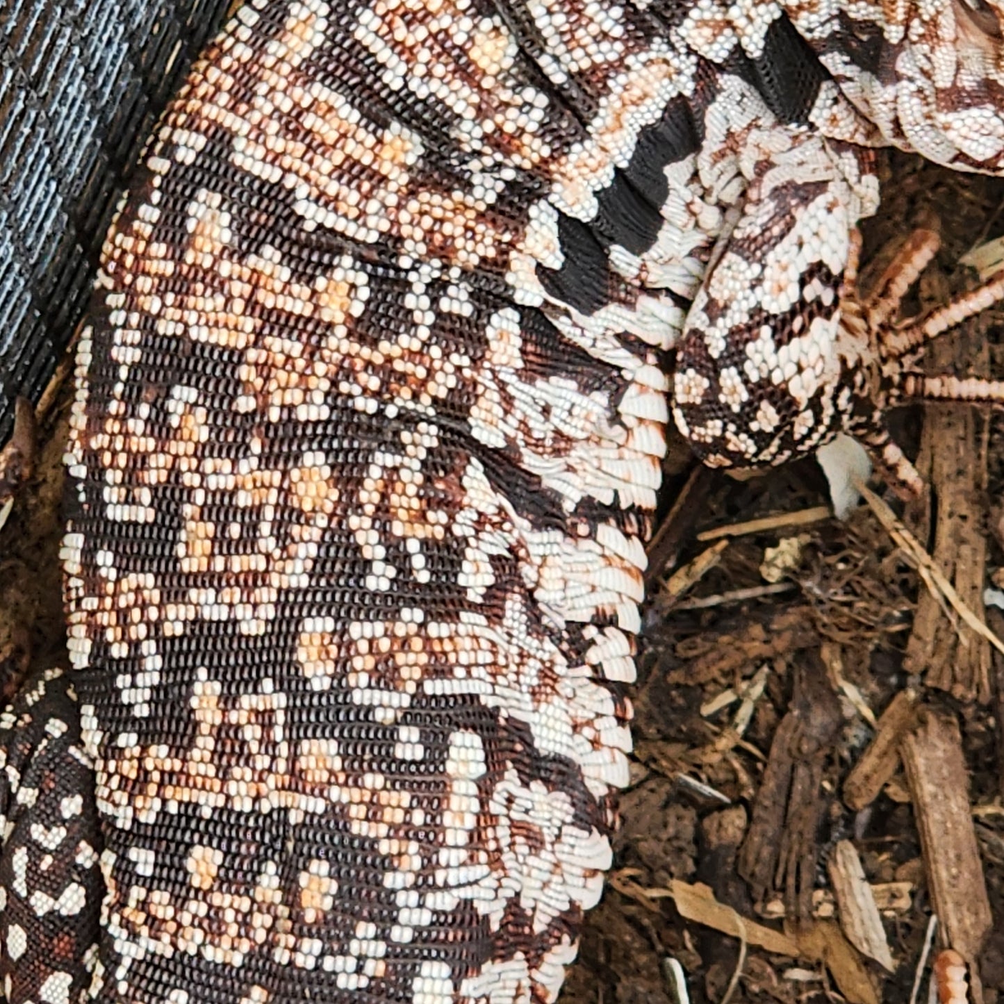 2023 Juvenile High White Red Tegu [Can mix with other tegu discounts!]