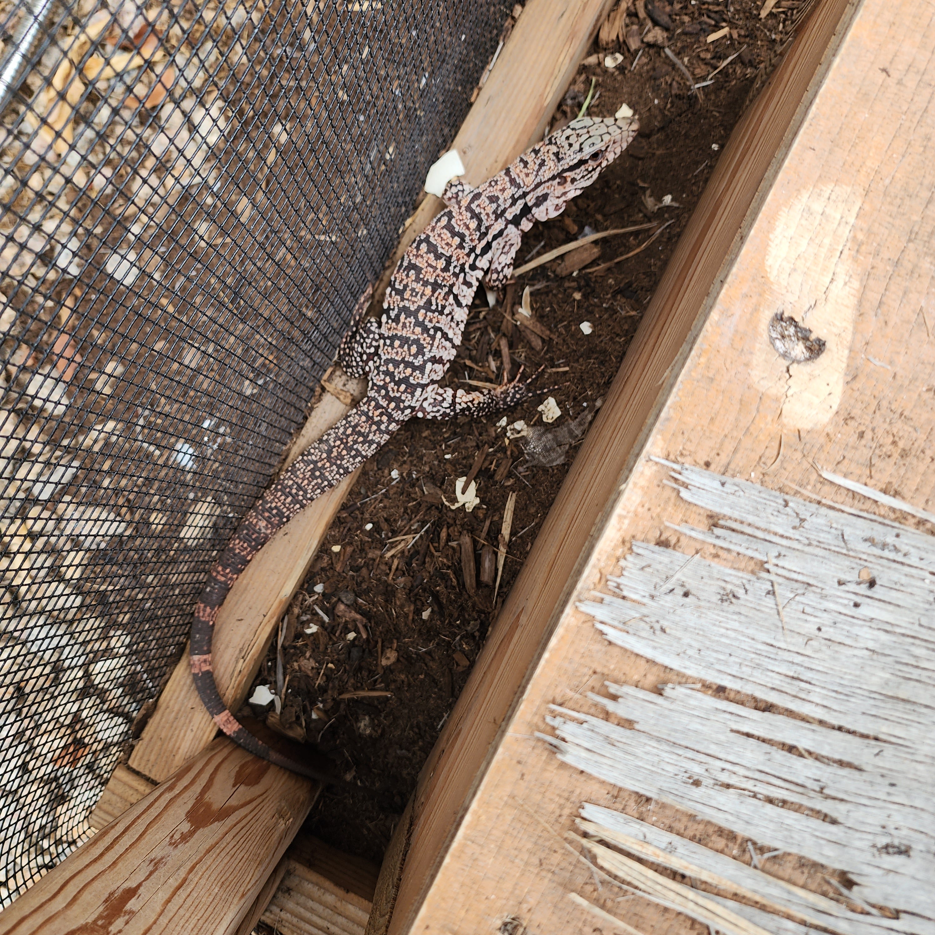 2023 Juvenile High White Red Tegu [Can mix with other tegu