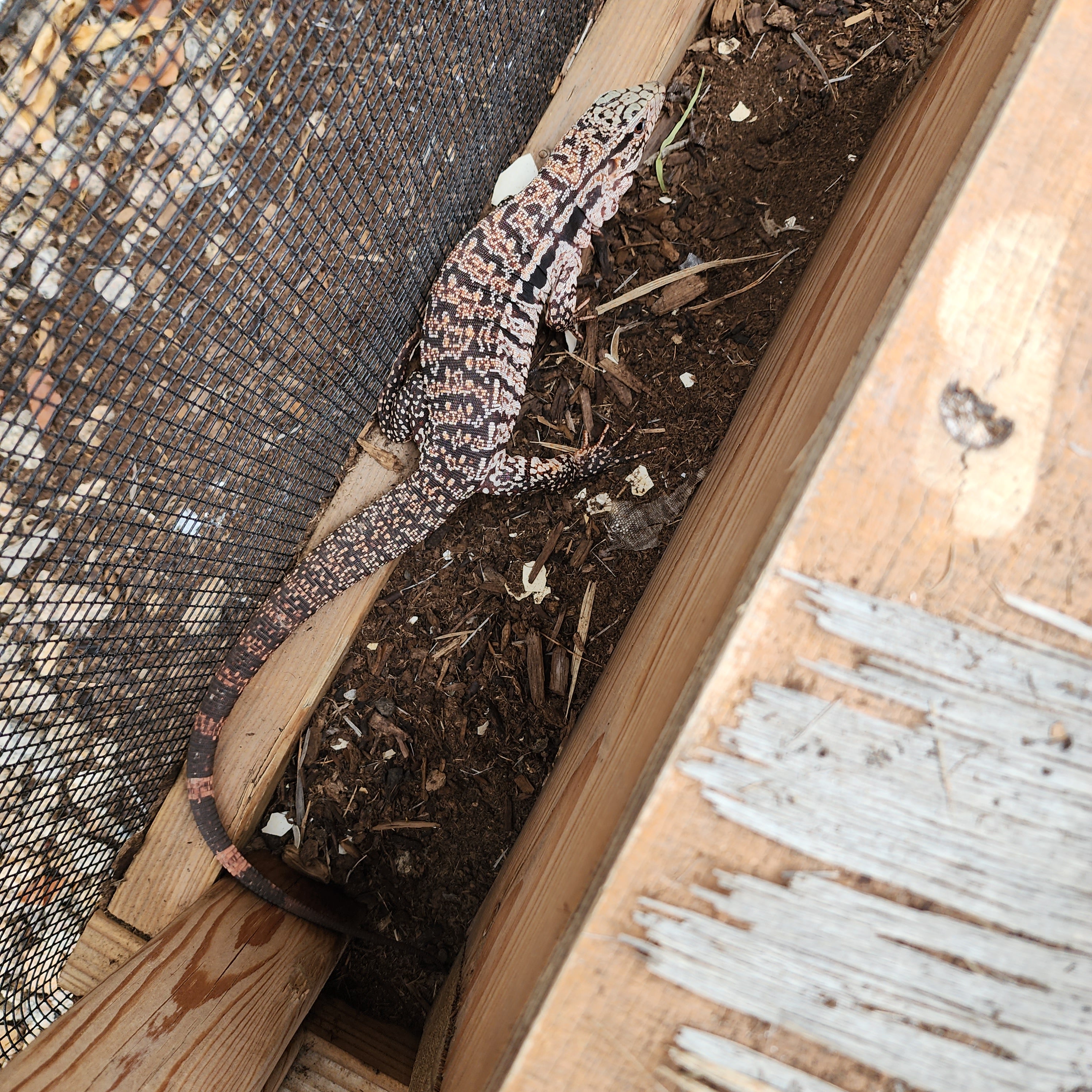 2023 Juvenile High White Red Tegu [Can mix with other tegu