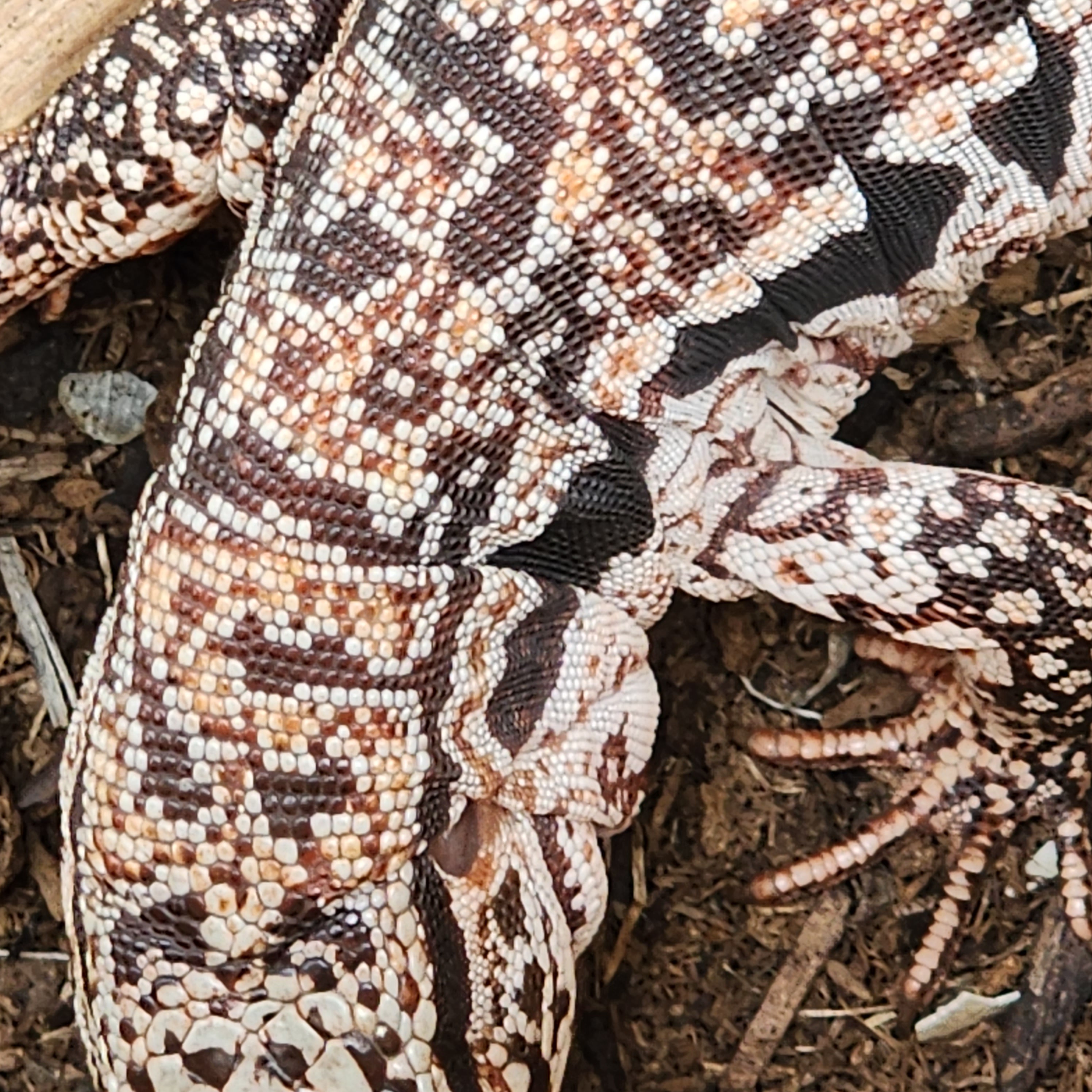 2023 Juvenile High White Red Tegu [Can mix with other tegu
