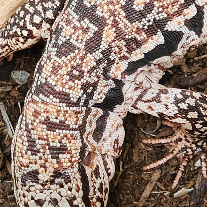 2023 Juvenile High White Red Tegu [Can mix with other tegu discounts!]