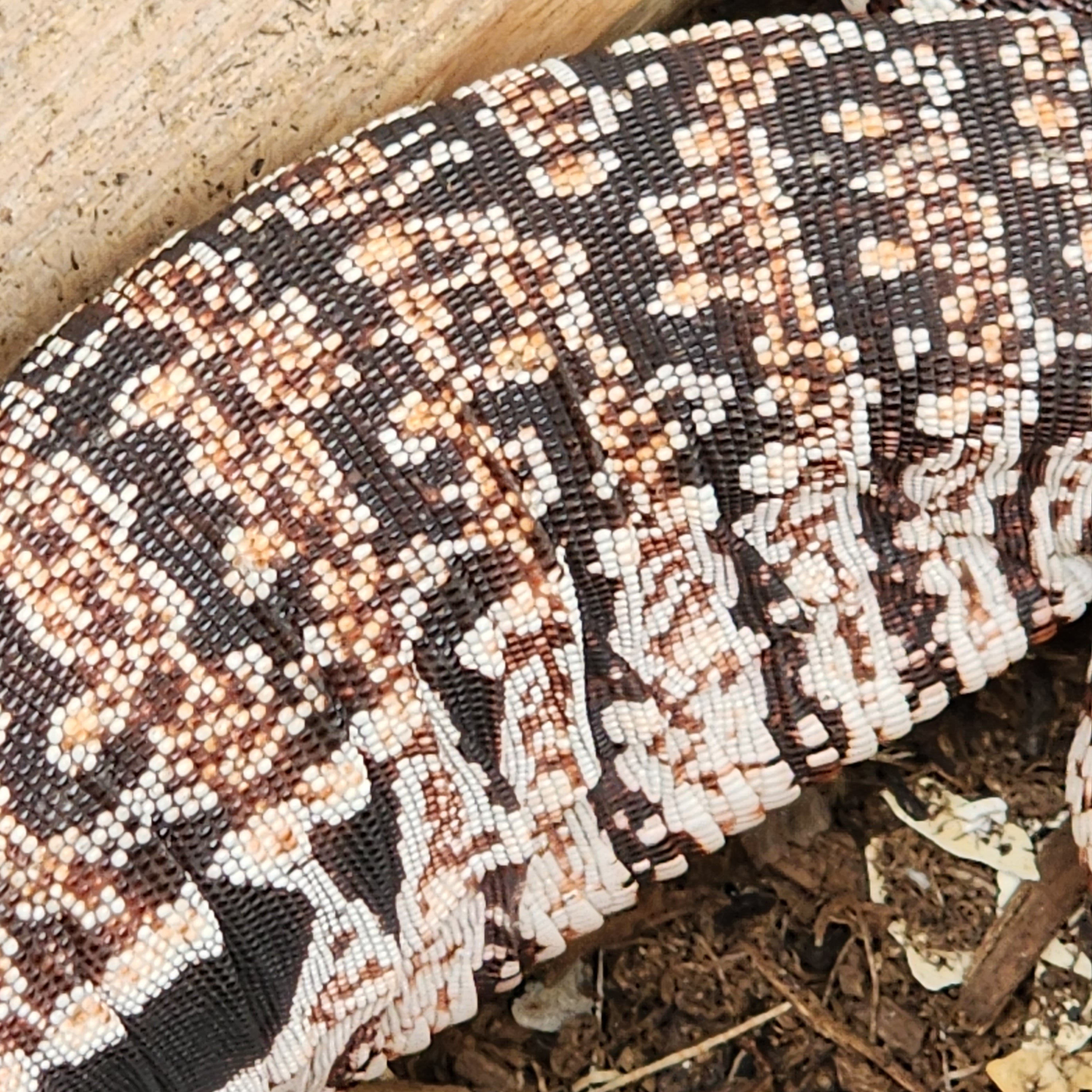 tegu 2023 Juvenile High White Red Tegu [Can mix with other tegu