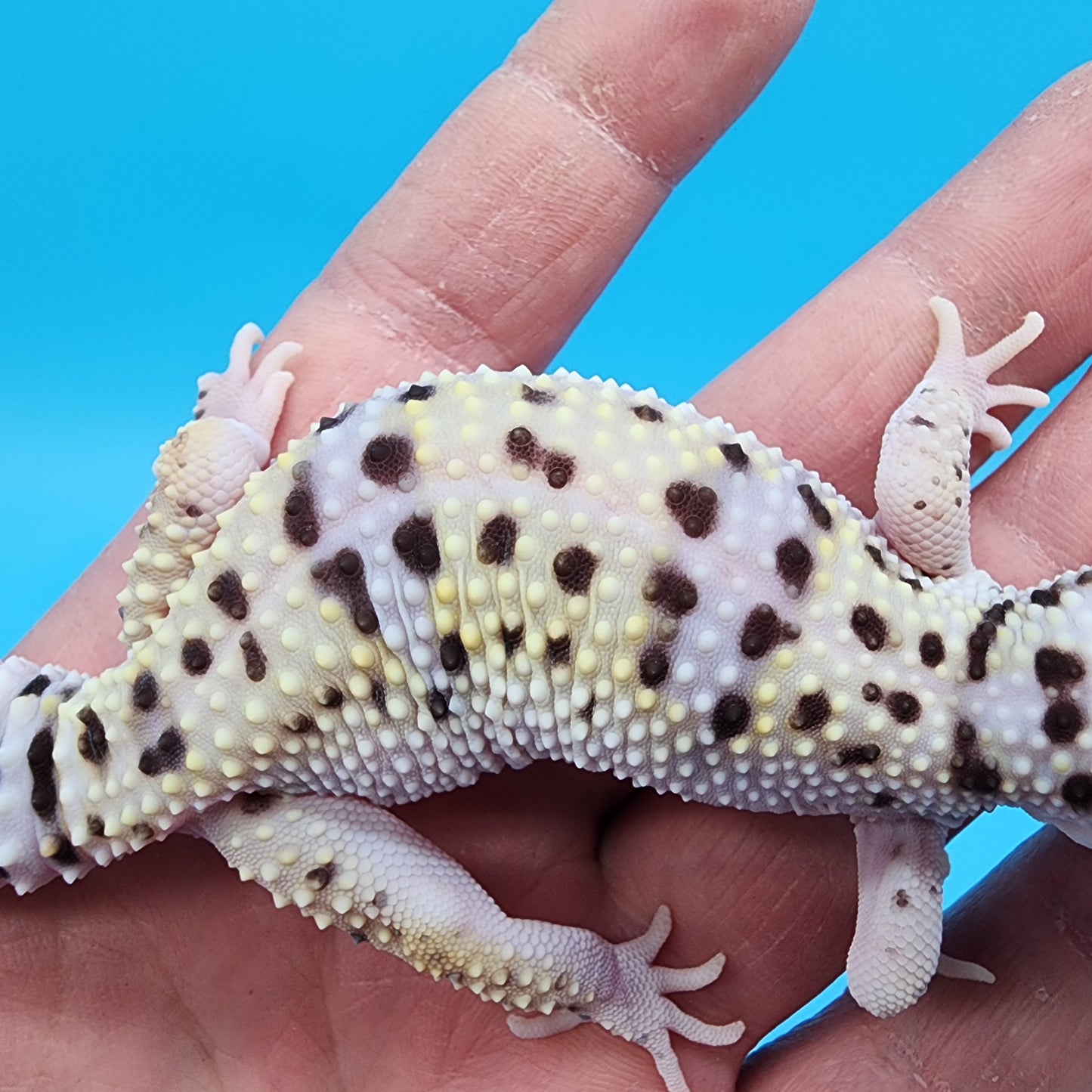 Male Hyper Xanthic Bold Fasciolatus Turcmenicus