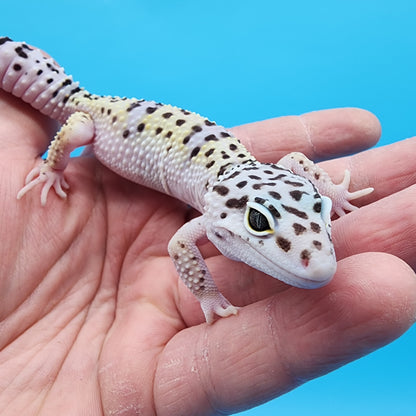 Male Hyper Xanthic Bold Fasciolatus Turcmenicus