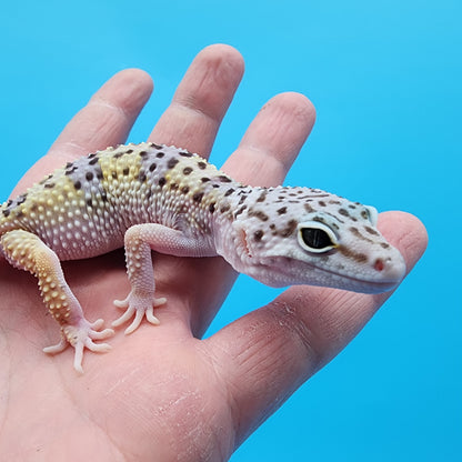 Female Fasciolatus Turcmenicus Hyper Xanthic Bold