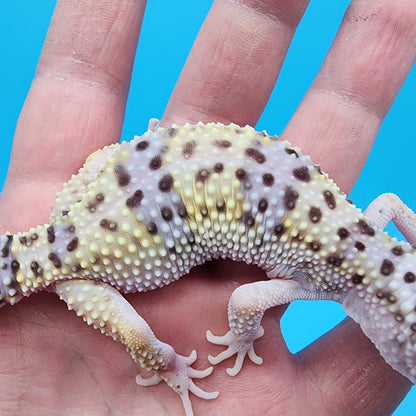 Female Fasciolatus Turcmenicus Hyper Xanthic Bold