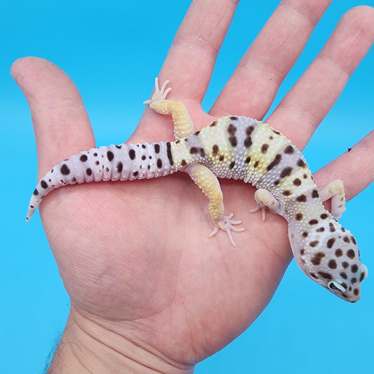 Female Fasciolatus Turcmenicus Hyper Xanthic Bold White & Yellow