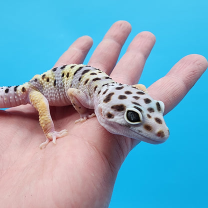 Female Fasciolatus Turcmenicus Hyper Xanthic Bold White & Yellow