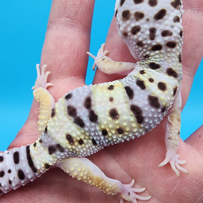 Female Fasciolatus Turcmenicus Hyper Xanthic Bold White & Yellow