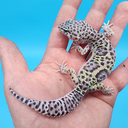 Female Fasciolatus Turcmenicus Mack Snow 100% Het Eclipse