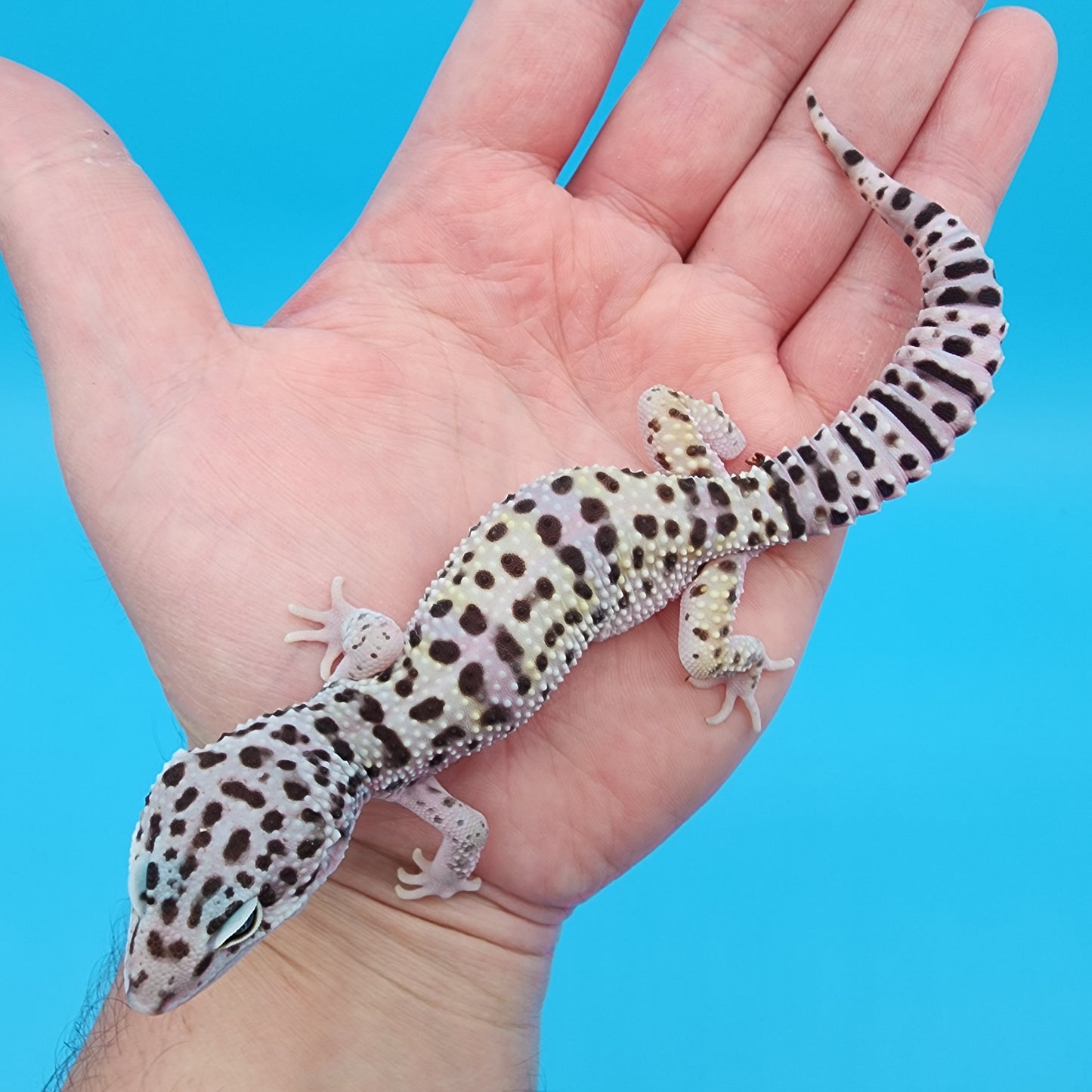 Male Fasciolatus Turcmenicus Hyper Xanthic Bold