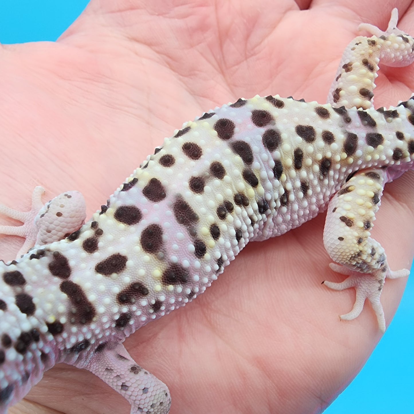 Male Fasciolatus Turcmenicus Hyper Xanthic Bold