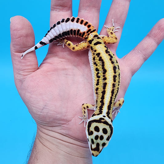 Female TBS Fire Bold Halloween Mask Bandit 100% Het Tremper Albino