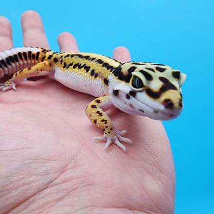 Female TBS Fire Bold Halloween Mask Bandit 100% Het Tremper Albino