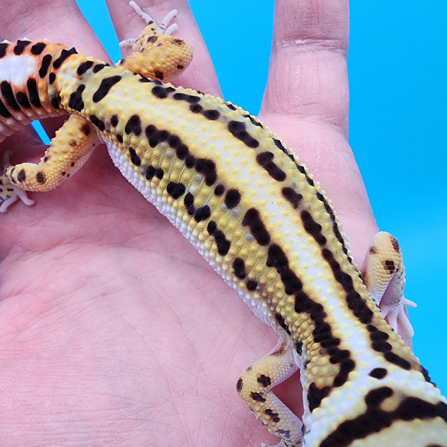 Female TBS Fire Bold Halloween Mask Bandit 100% Het Tremper Albino