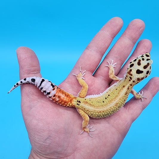 Female TBS Fire Bold Bandit Red Stripe 100% Het Tremper Albino possible W&Y