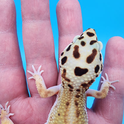 Female TBS Fire Bold Bandit Red Stripe 100% Het Tremper Albino possible W&Y