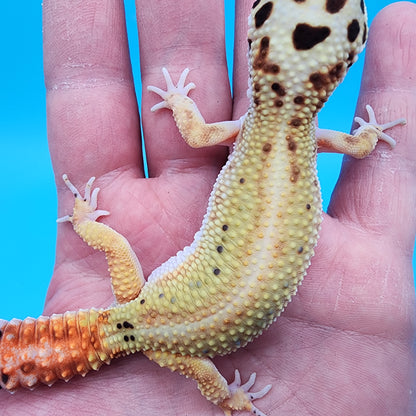 Female TBS Fire Bold Bandit Red Stripe 100% Het Tremper Albino possible W&Y