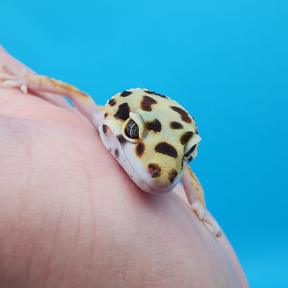 Female TBS Fire Bold Bandit Red Stripe 100% Het Tremper Albino possible W&Y