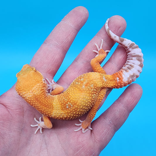 Female Mandarin Tremper Albino