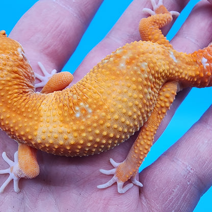 Female Mandarin Tremper Albino