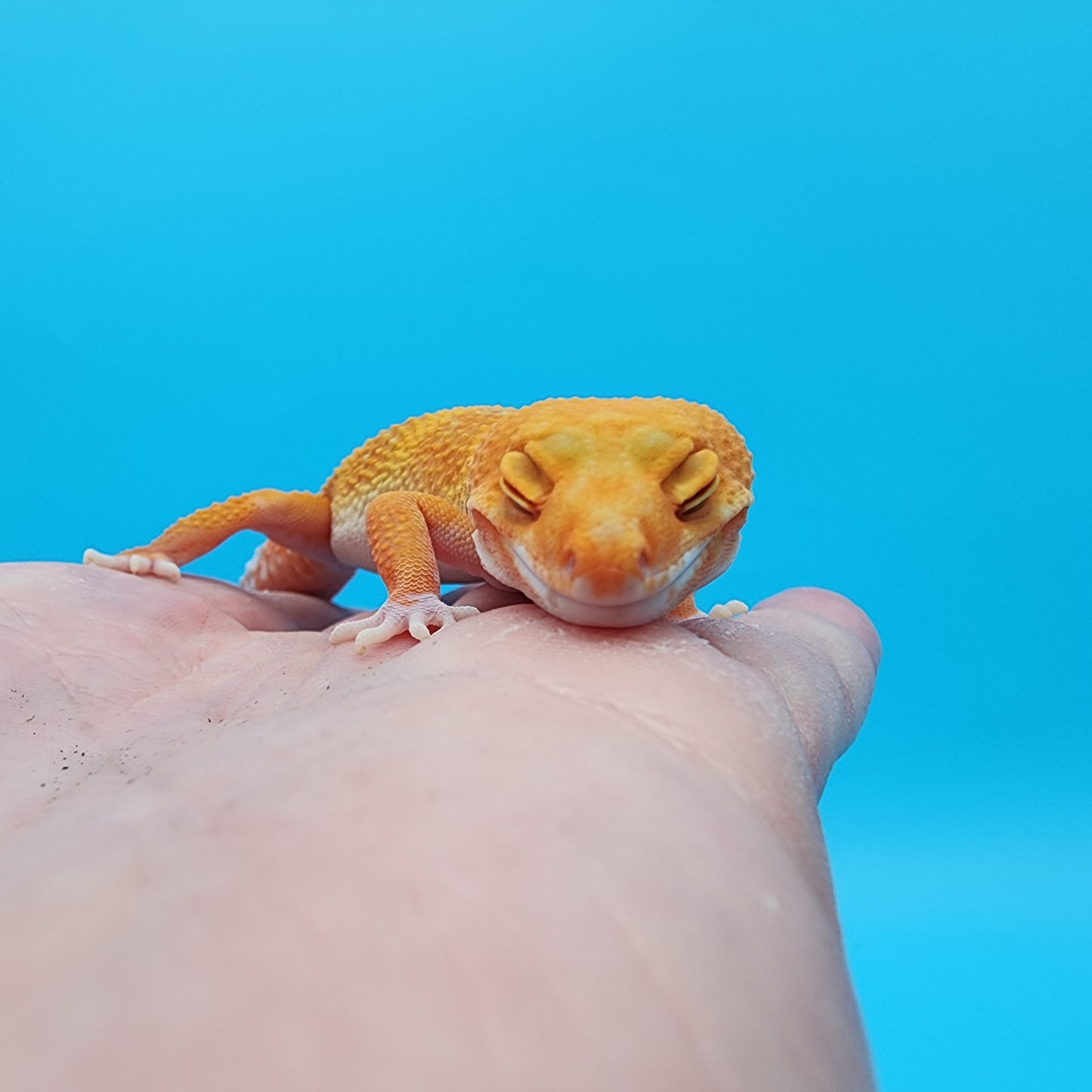 Female Mandarin Tremper Albino