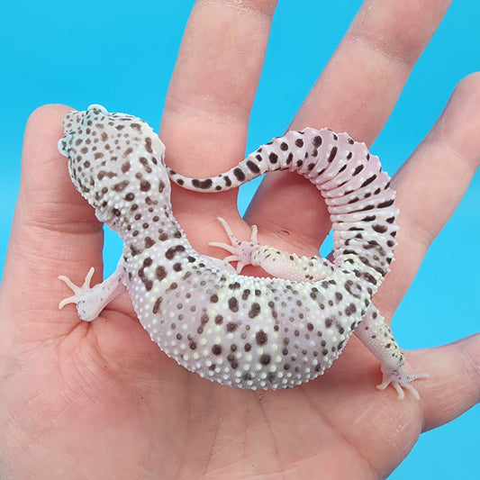 Female Freeze High White Lavender