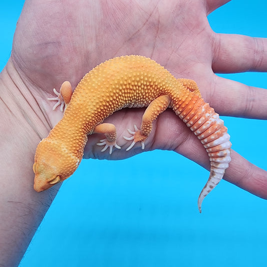 Female Mandarin Inferno Tremper Albino