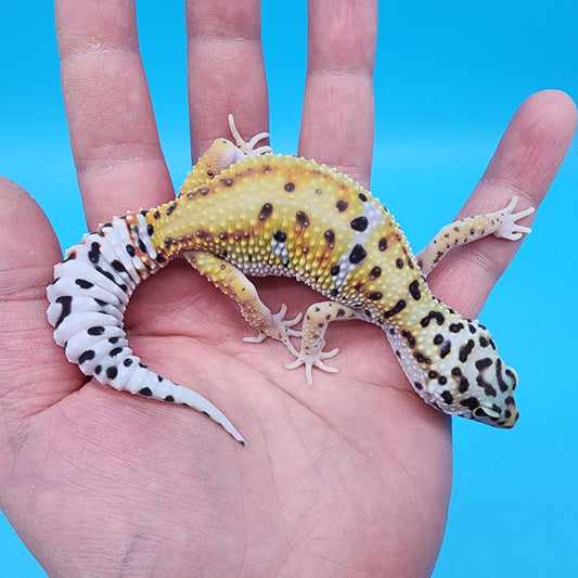 Female Giant Turcmenicus Tangerine 100% Het Tremper Albino