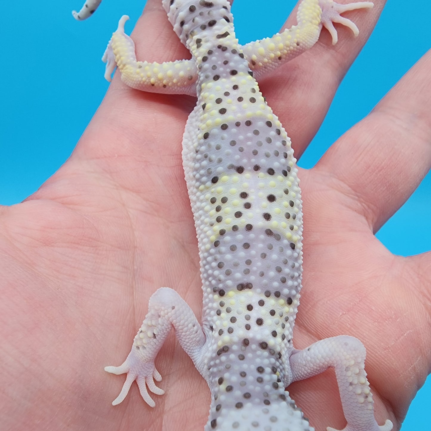 Male Freeze High Lavender Heavy Spot Variant