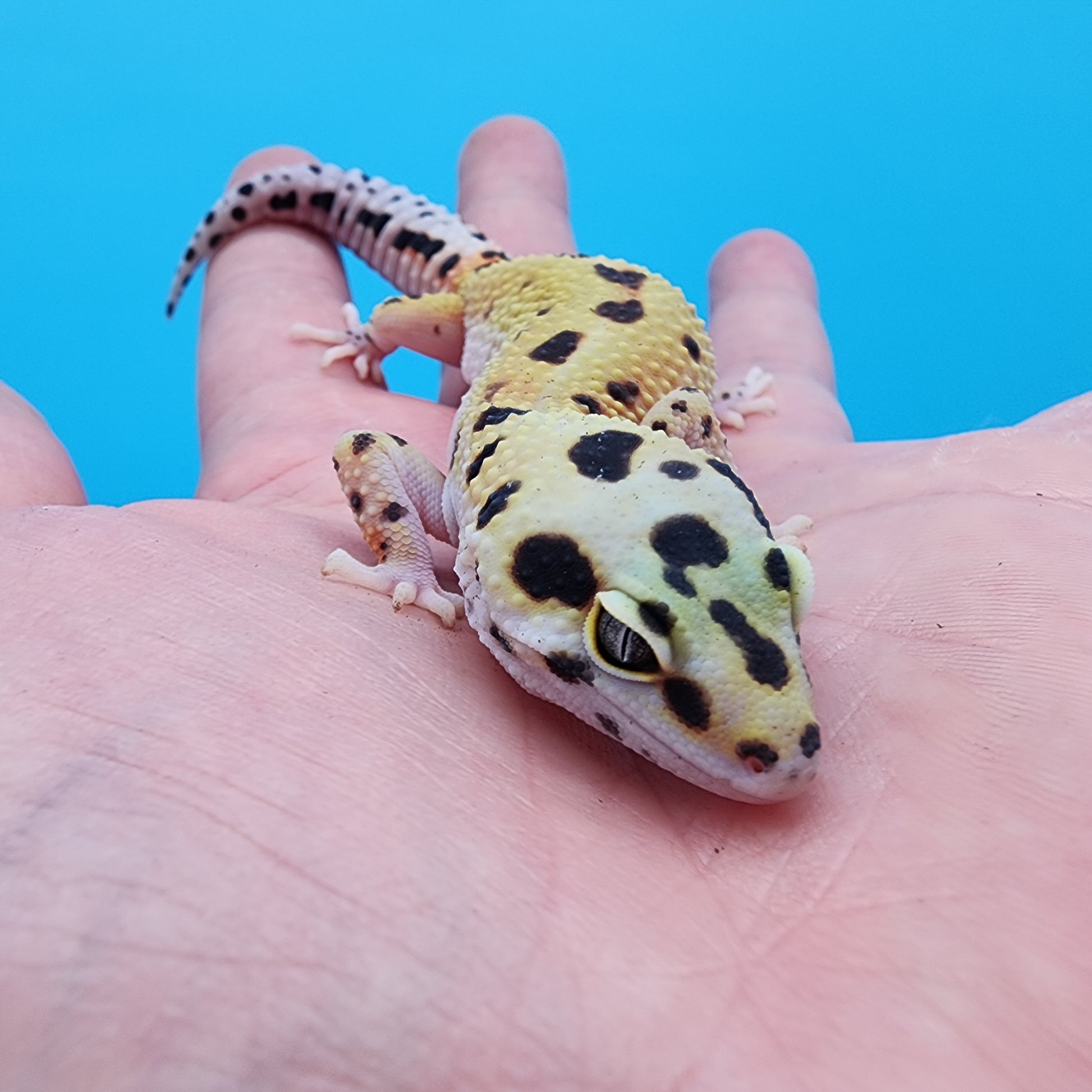 Female Bold Eclipse possible W&Y 100% Het Tremper Albino – Frank Cuzzolina