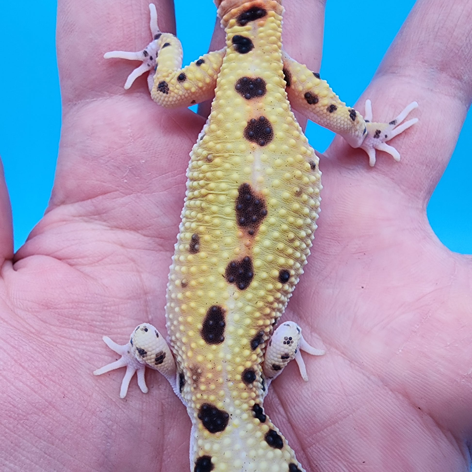 Female Bold Eclipse possible W&Y 100% Het Tremper Albino – Frank Cuzzolina