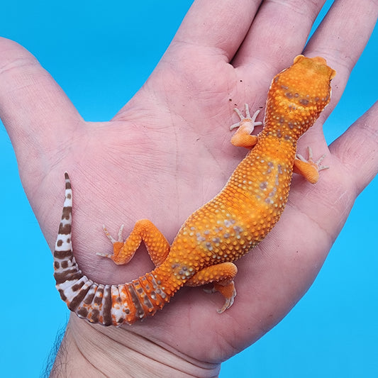 Female Mandarin Tremper Albino