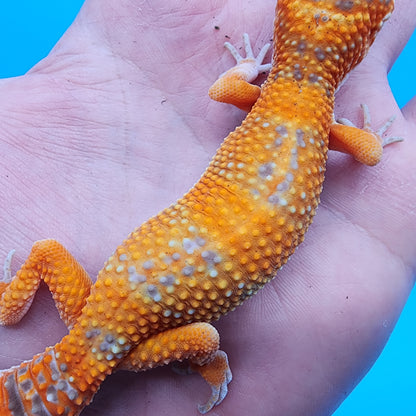 Female Mandarin Tremper Albino