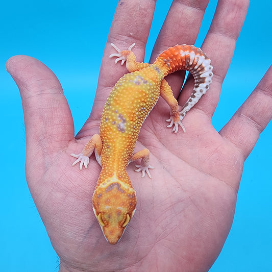 Female Mandarin Inferno Jungle Tremper Albino