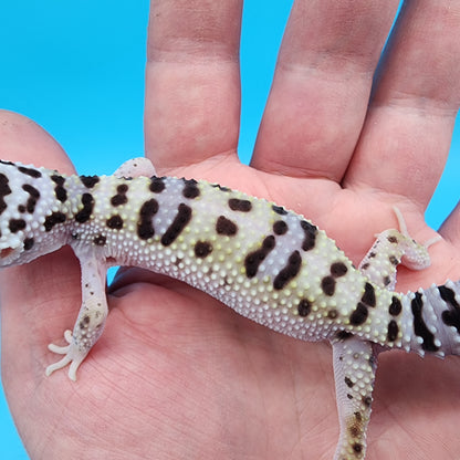 Female Fasciolatus Bold Turcmenicus