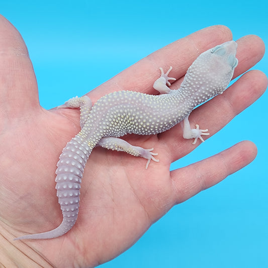 Male Afghanicus Blizzard pos Mack Snow 100% het Diablo Blanco