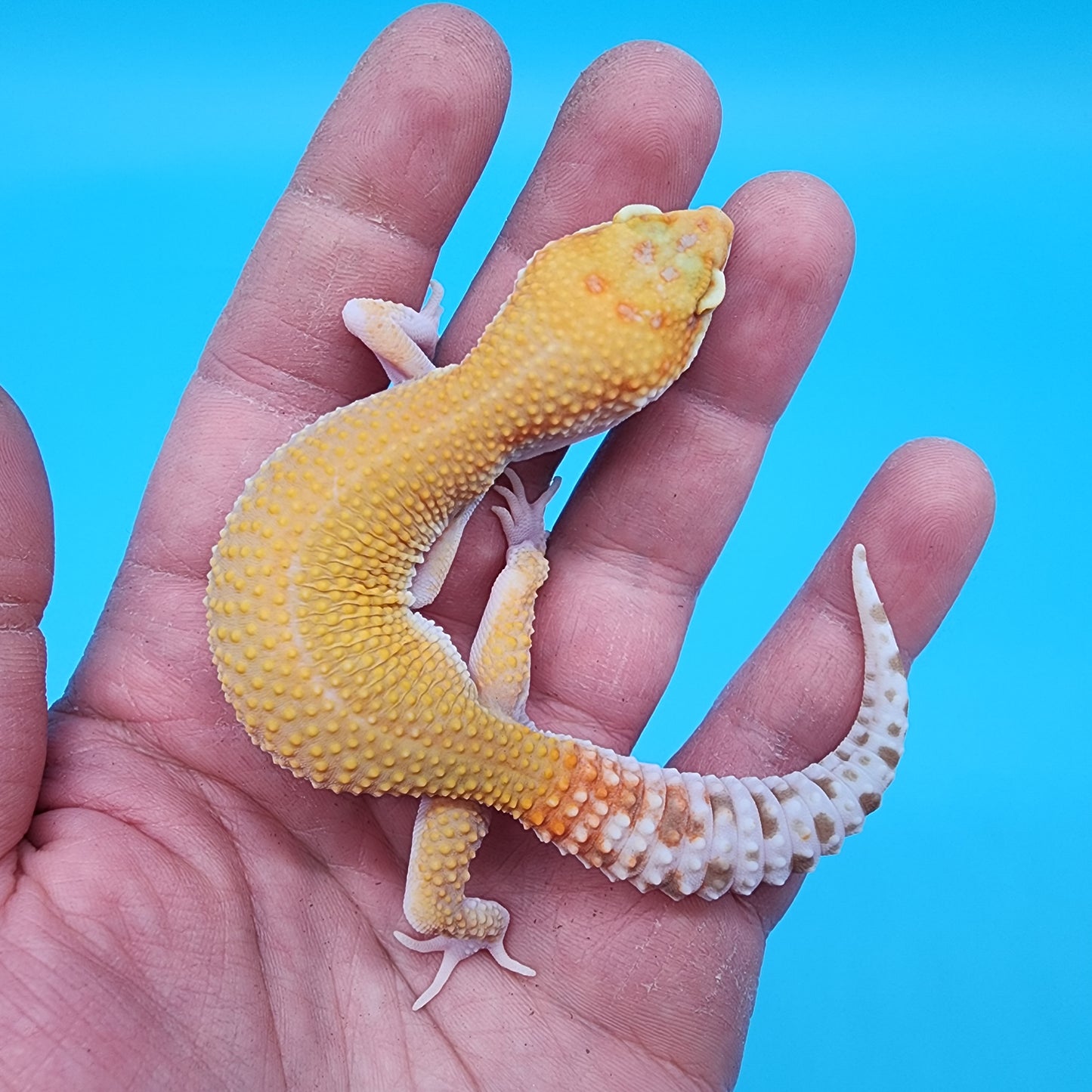 Female Mandarin Inferno Tremper Albino pos RAPTOR pos W&Y