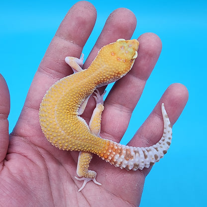 Female Mandarin Inferno Tremper Albino pos RAPTOR pos W&Y