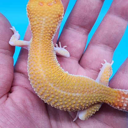 Female Mandarin Inferno Tremper Albino pos RAPTOR pos W&Y