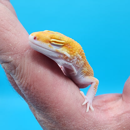 Female Mandarin Inferno Tremper Albino pos RAPTOR pos W&Y