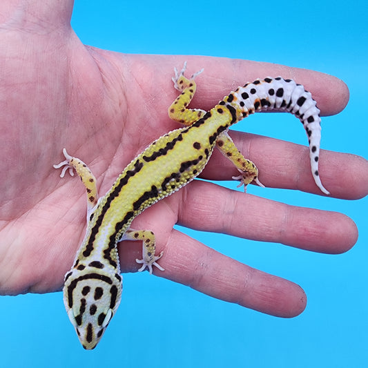 Female Fasciolatus Hyper Xanthic Bold Stripe