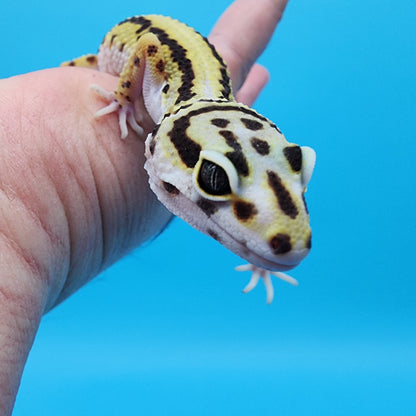 Female Fasciolatus Hyper Xanthic Bold Stripe