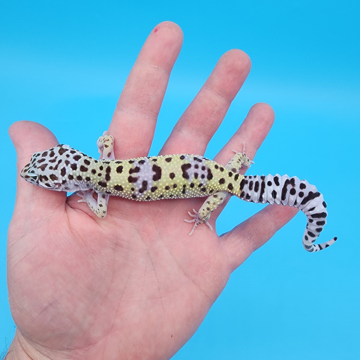 Female Fasciolatus Macularius [pet, slight loose skin around neck]