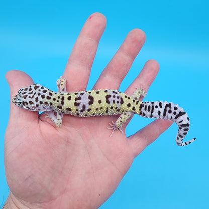 Female Fasciolatus Macularius [pet, slight loose skin around neck]