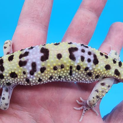 Female Fasciolatus Macularius [pet, slight loose skin around neck]