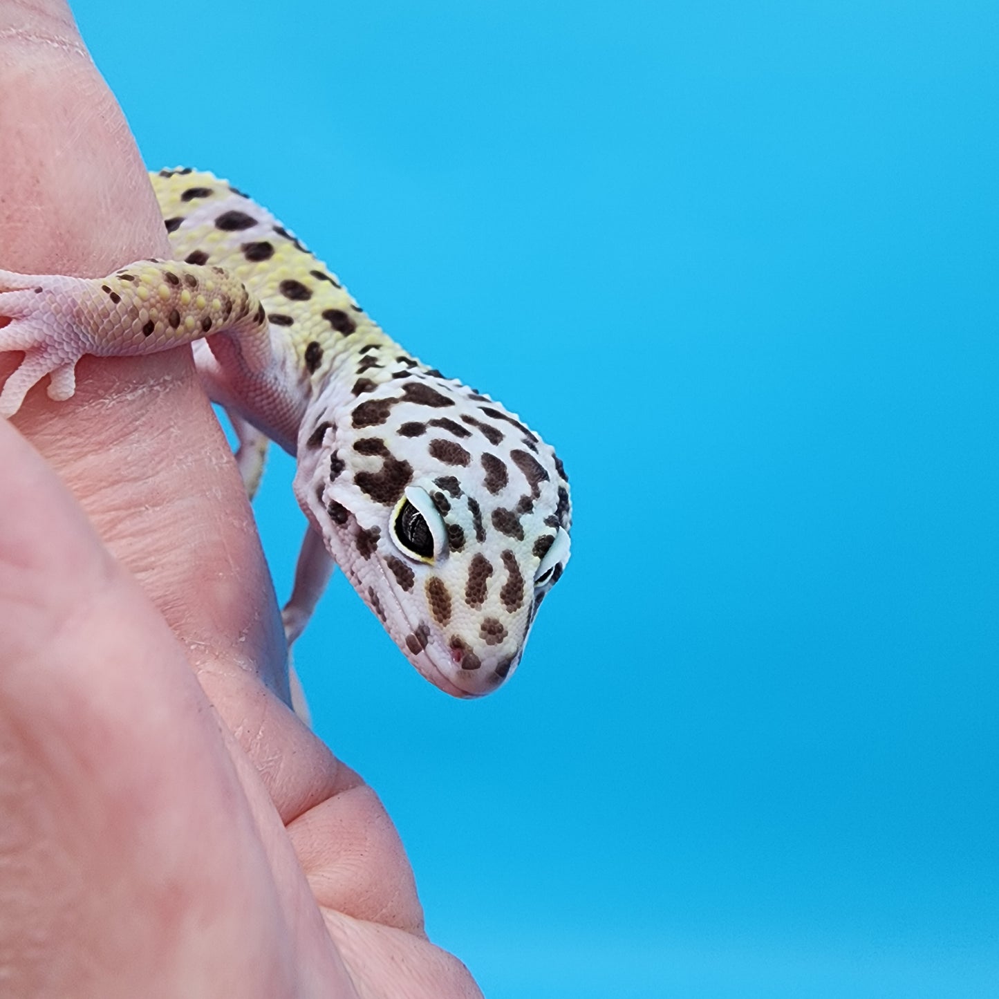 Female Fasciolatus Macularius [pet, slight loose skin around neck]